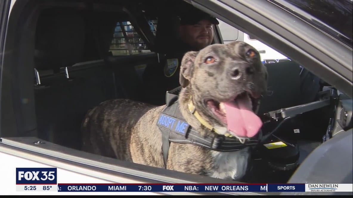 'K-9 For a Day' program: Police help shelter dogs find forever homes